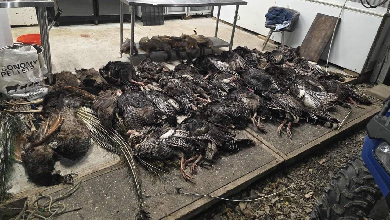 Commercial Pest Management