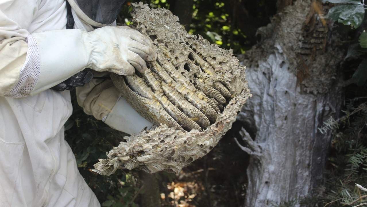 Insects Pest Control