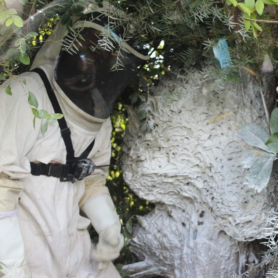 Practical Solutions for Common Insect Problems