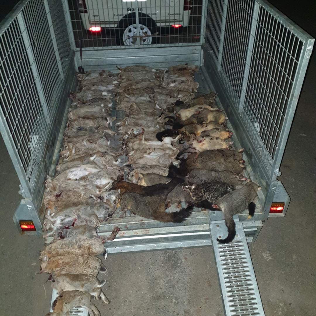 Pest Control That Supports Business Operations