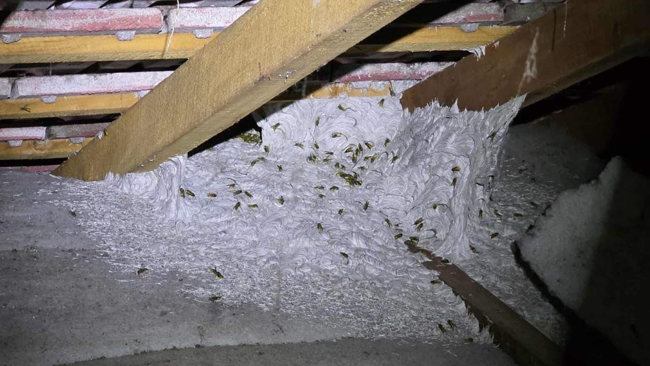 Residential Pest Management