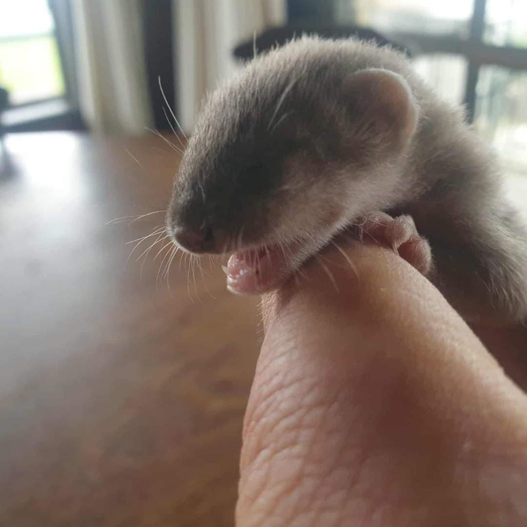 Protecting Homes from Pest Problems