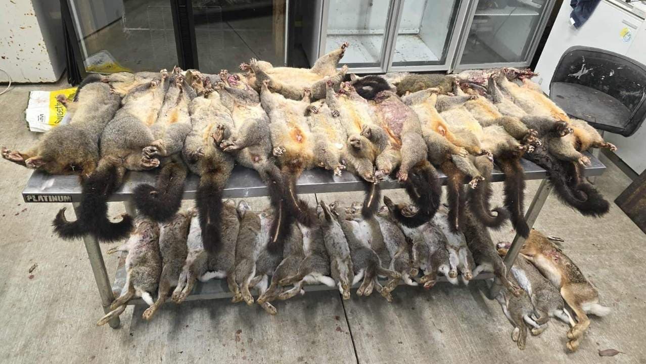 Rodents Pest Control