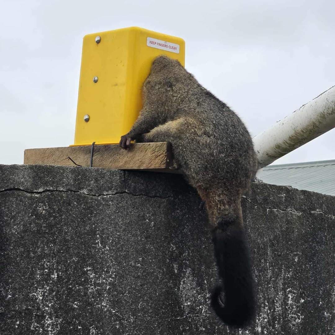 Controlling Rodents Before Damage Escalates